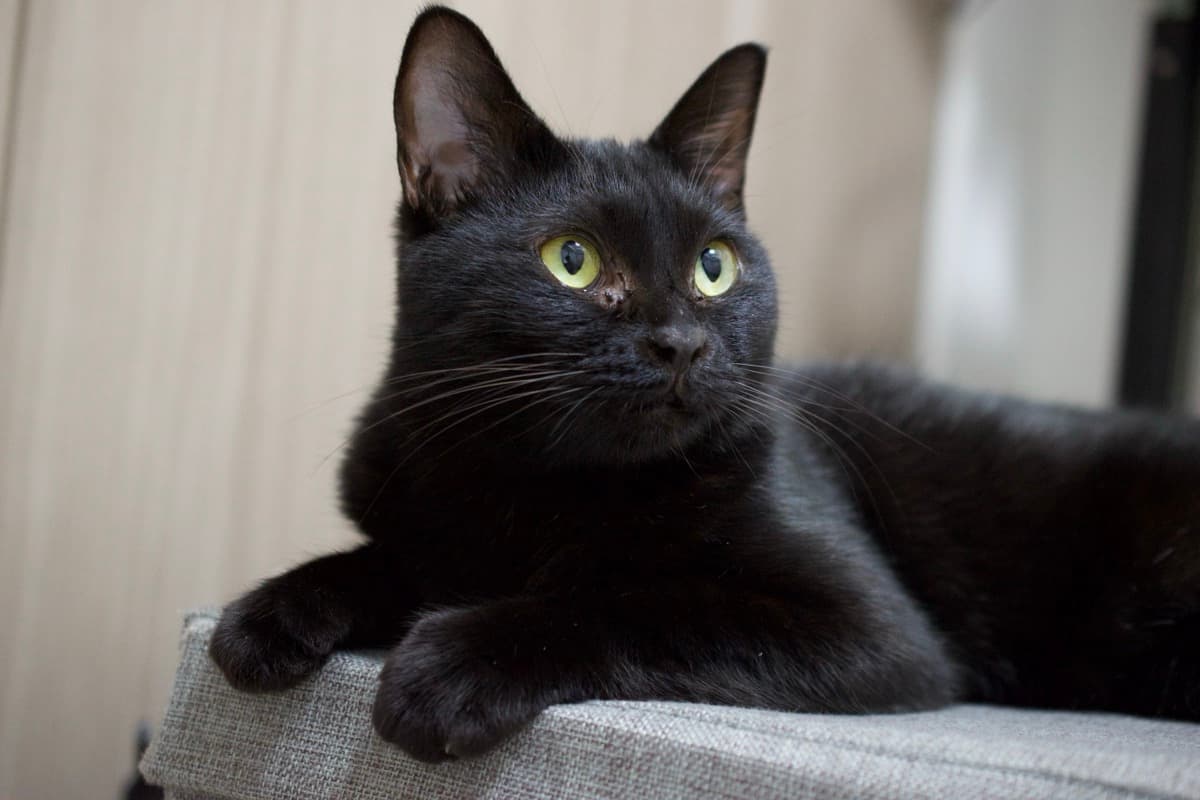 黄緑色の瞳と艶やかな黒毛をした愛猫のすい